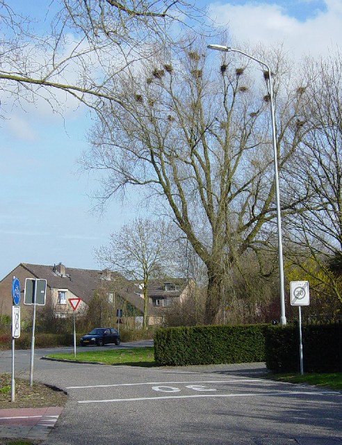 Vogelnesten in hoge boom